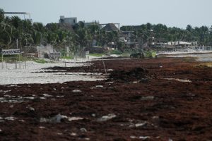 A tractor removes sargassum seaweed from a beach covered in the algae along Mexico's Caribbean coast, where growing accumulations linked to climate change are driving visitors away and threatening businesses that depend on tourism, in Puerto Morelos, Mexico, July 24, 2026. REUTERS/Paola Chiomante