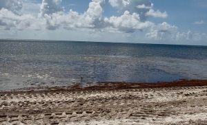 This image of a tranquil day on Key Biscayne beach is one of the many areas spoiled due to the large amount of foul-smelling sargassum. 