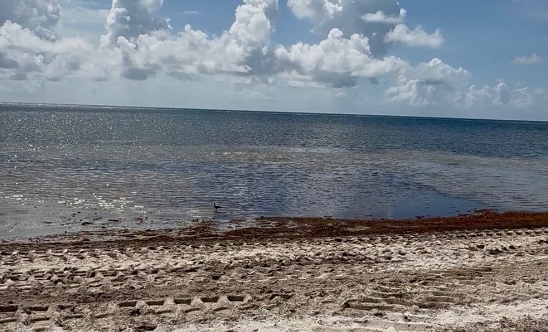 Picture of a beach in Key Biscayne, one of the beaches affected by sargassum 