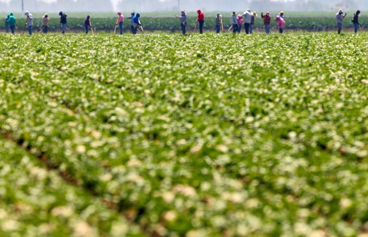 Farm workers seen through shimmering heat while working on a lettuce farm near Salinas, California, U.S., August 11, 2026. The heat has had far reaching impact all around the world. REUTERS/Fred Greaves