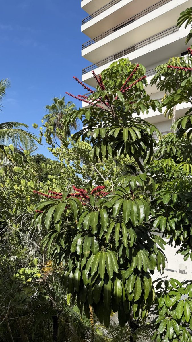 Mature Schefflera/Umbrella tree invasive species to Florida in Coral Gables, Florida neighborhood makes presence amongst native tree species. 
