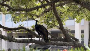 A male peacock, characterized by its green and blue feathers, rest on a tree branch in front of the St. Kieran’s rectory. 