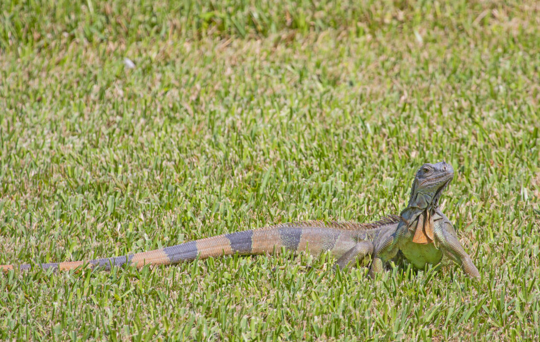 FWC Photo by Andy Wraithmell