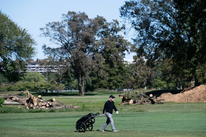 A lone golfer walks across a Trump golf course amidst cut down trees. 
